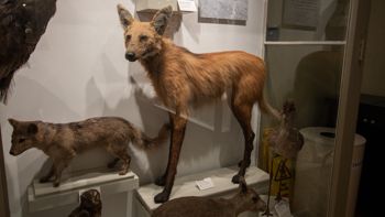 Media type: image;   Mammalogy 27905 Description: Mounted Maned wolf in display case at HMNH.;